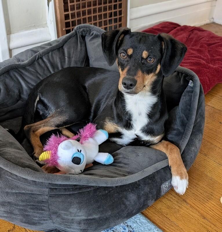 Enlarge Layla, a ADOPTABLE mixed breed in Denver, CO image 3/6