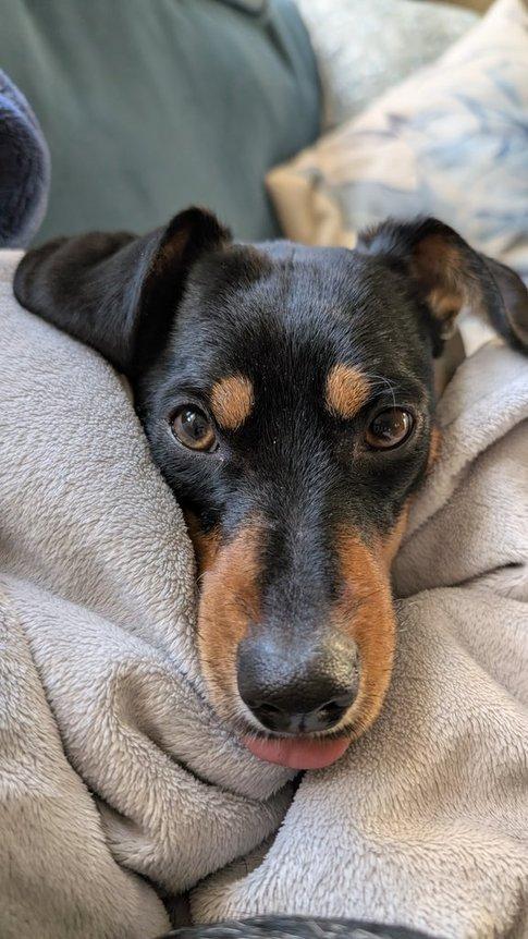 Enlarge Layla, a ADOPTABLE mixed breed in Denver, CO image 6/6