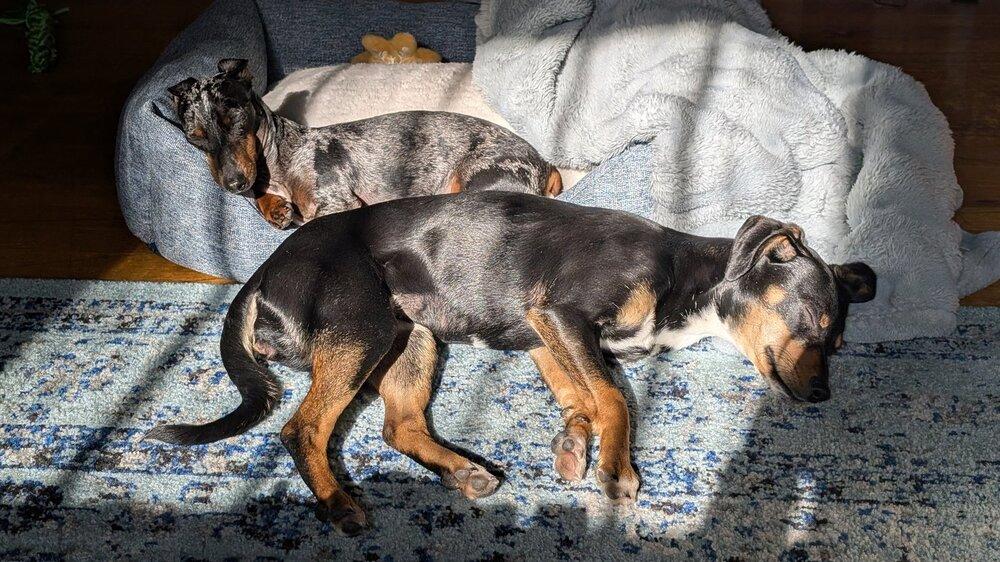 Enlarge Layla, a ADOPTABLE mixed breed in Denver, CO image 5/6