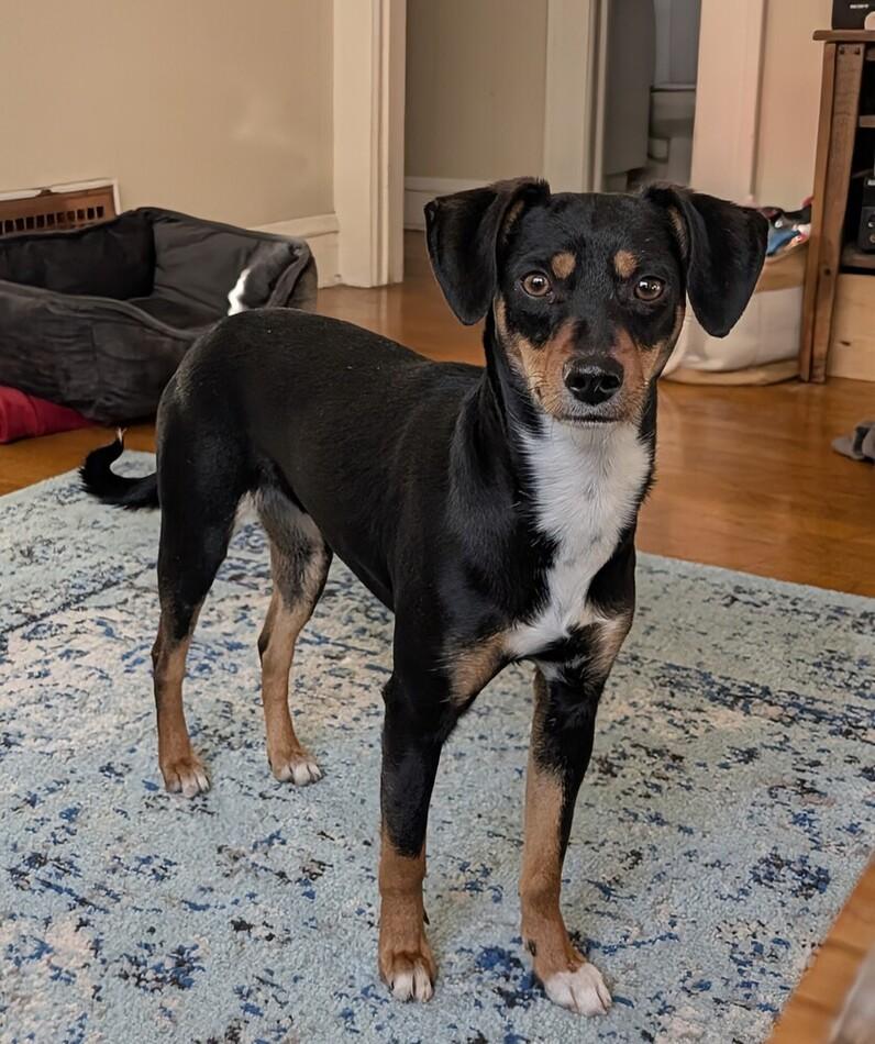 Enlarge Layla, a ADOPTABLE mixed breed in Denver, CO image 4/6