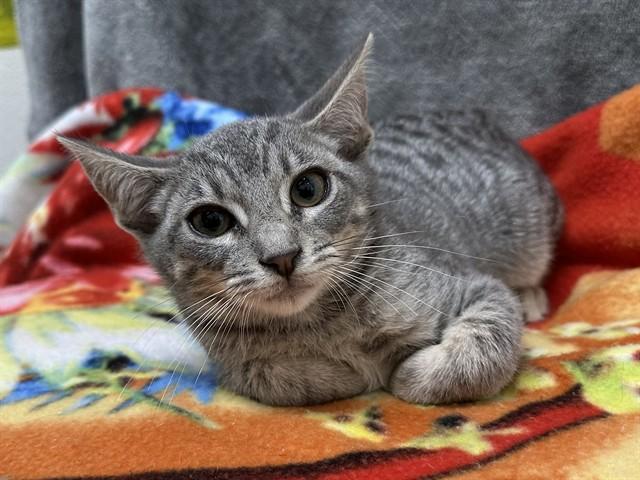 NEPTUNE, Adoptable, Kitten Female Domestic Short Hair.