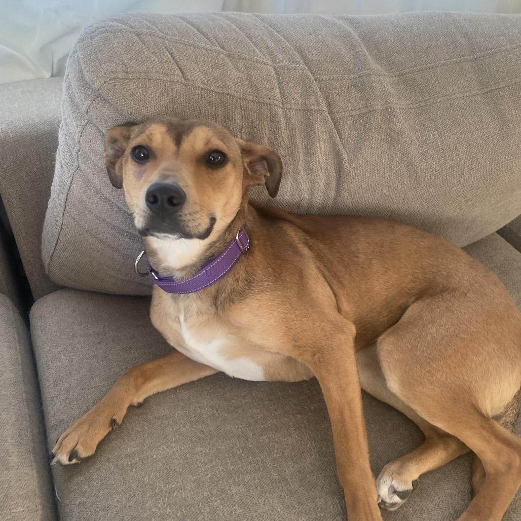 Jasmine, a ADOPTABLE mixed breed in Homewood, IL image 1/2