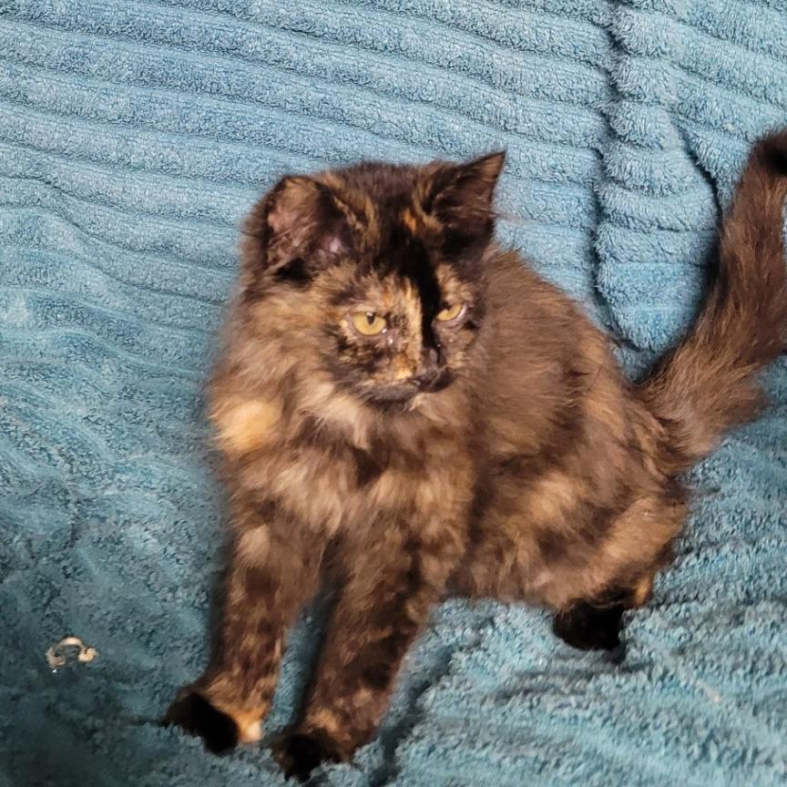 Astrid (green collar), Adoptable, Kitten Female Domestic Medium Hair.