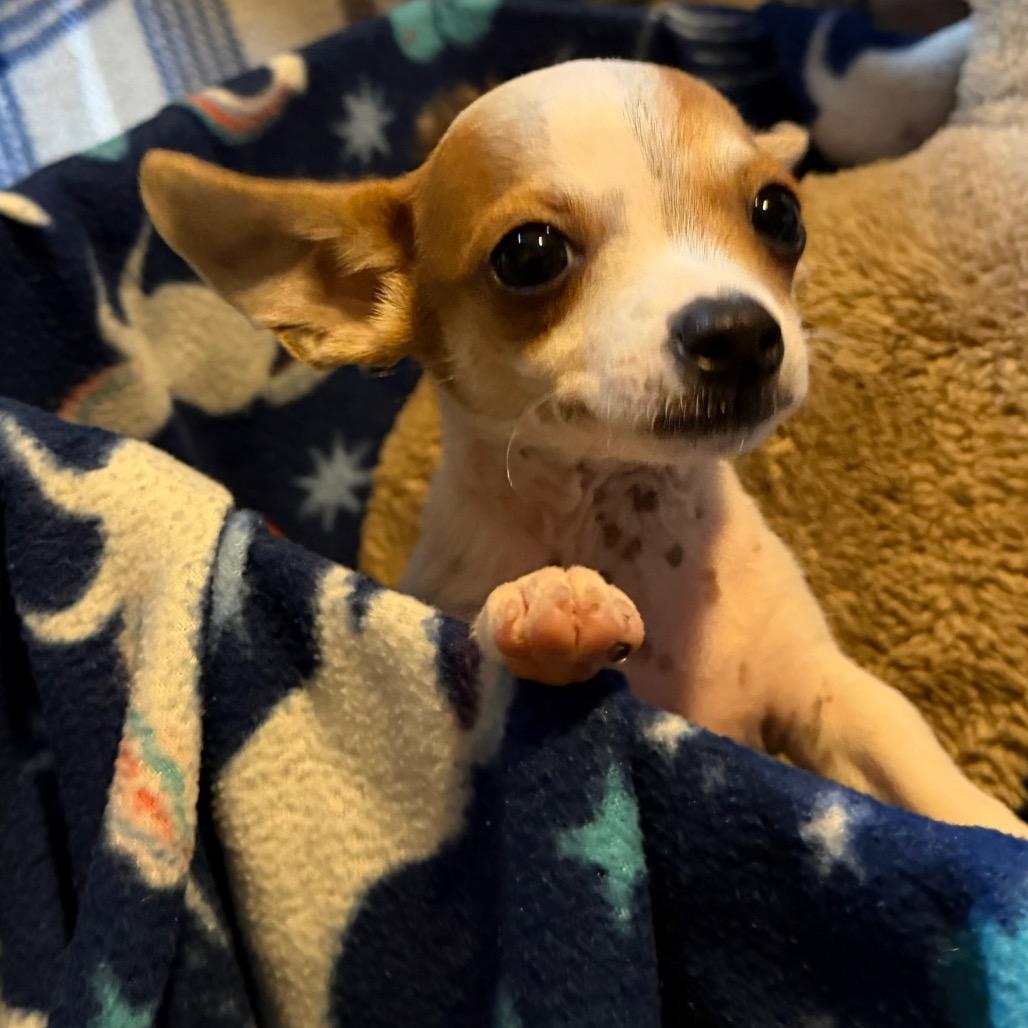 Gumball, Adoptable, Puppy Male Chihuahua & Terrier.