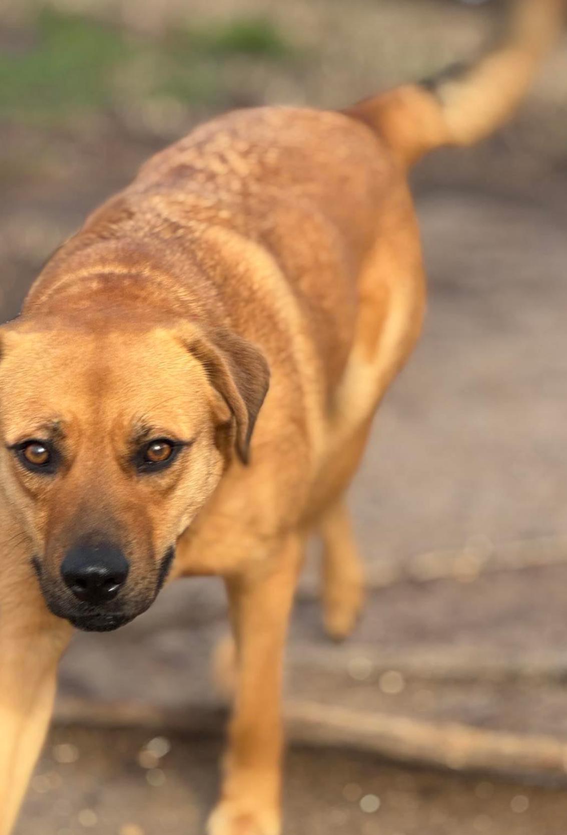 Stevie, Adoptable, Adult Female Mixed Breed.