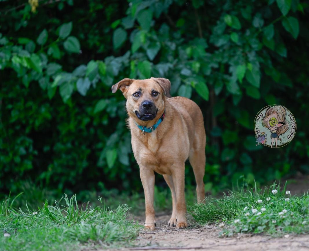 Enlarge Stevie, a Adoptable Mixed Breed in Middletown , CT image 2/3