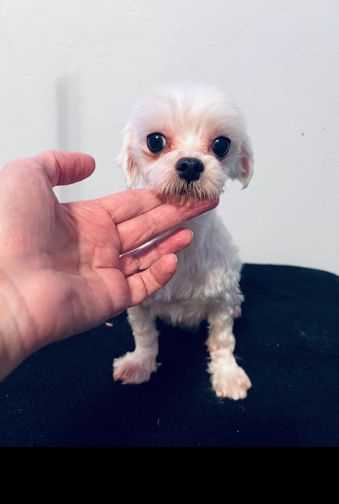 Angel, an adopted Maltese in Covina, CA image 2/2