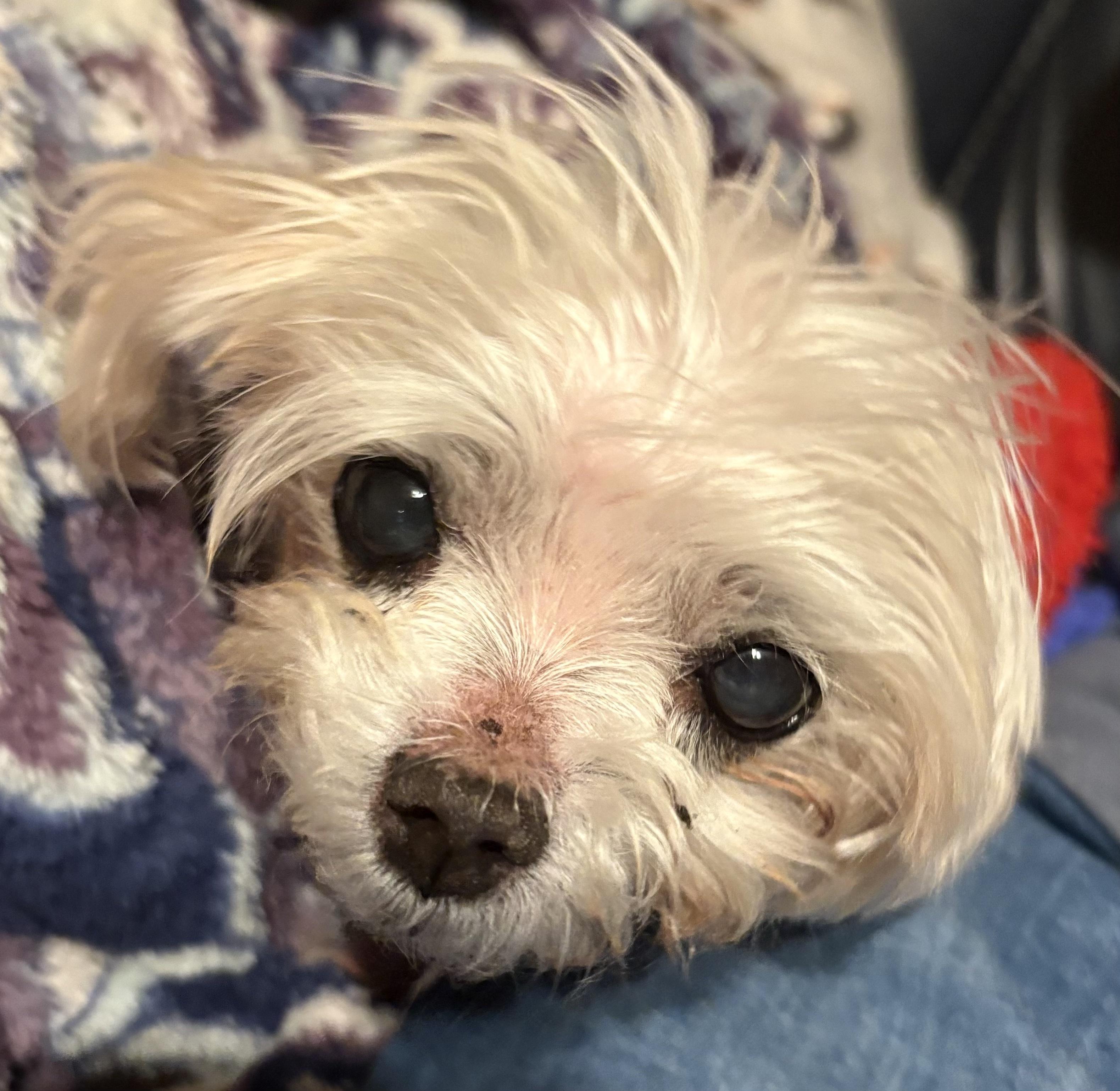 Angel, an adopted Maltese in Covina, CA image 1/2