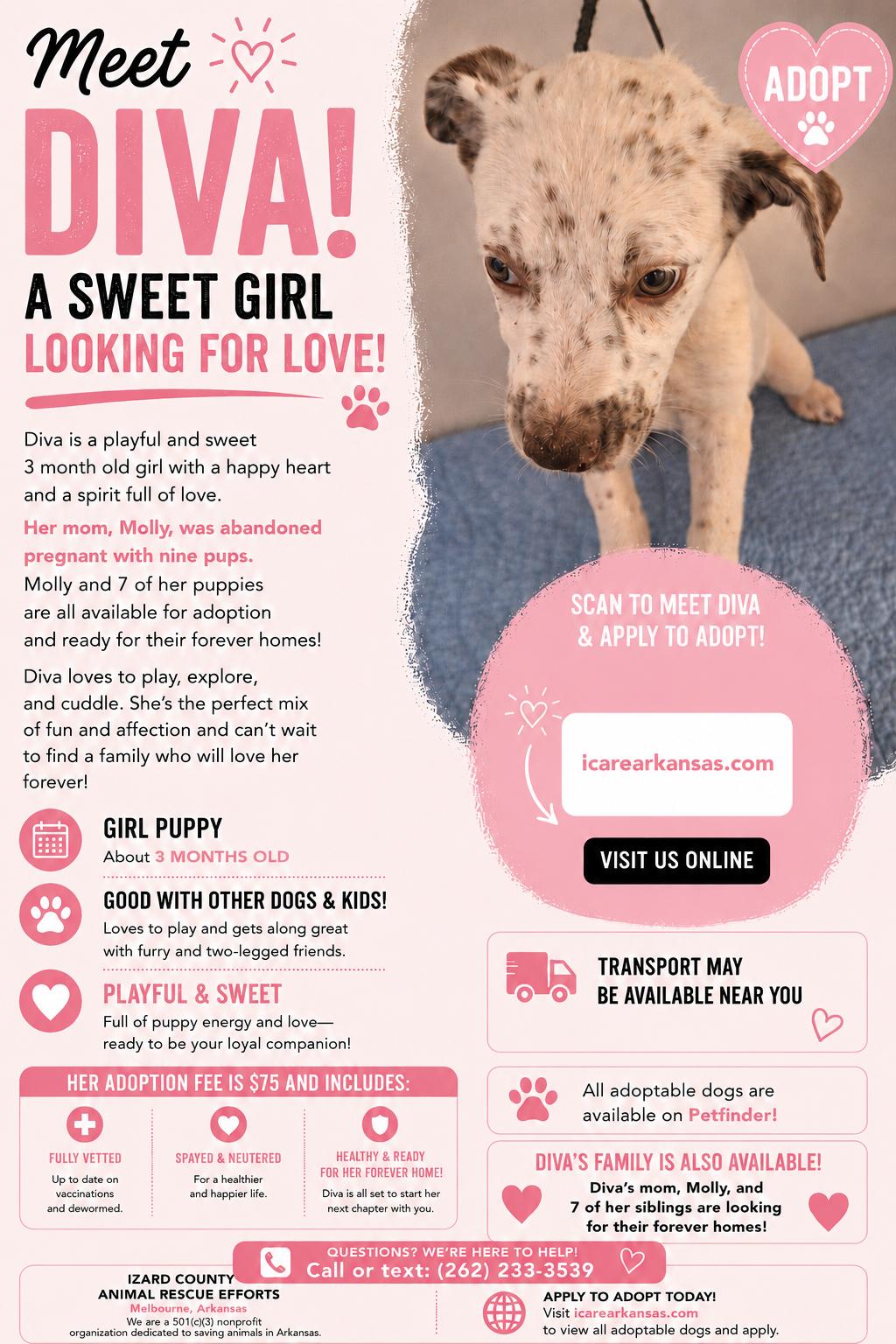 Enlarge Diva, an adopted mixed breed in Melbourne, AR image 3/6