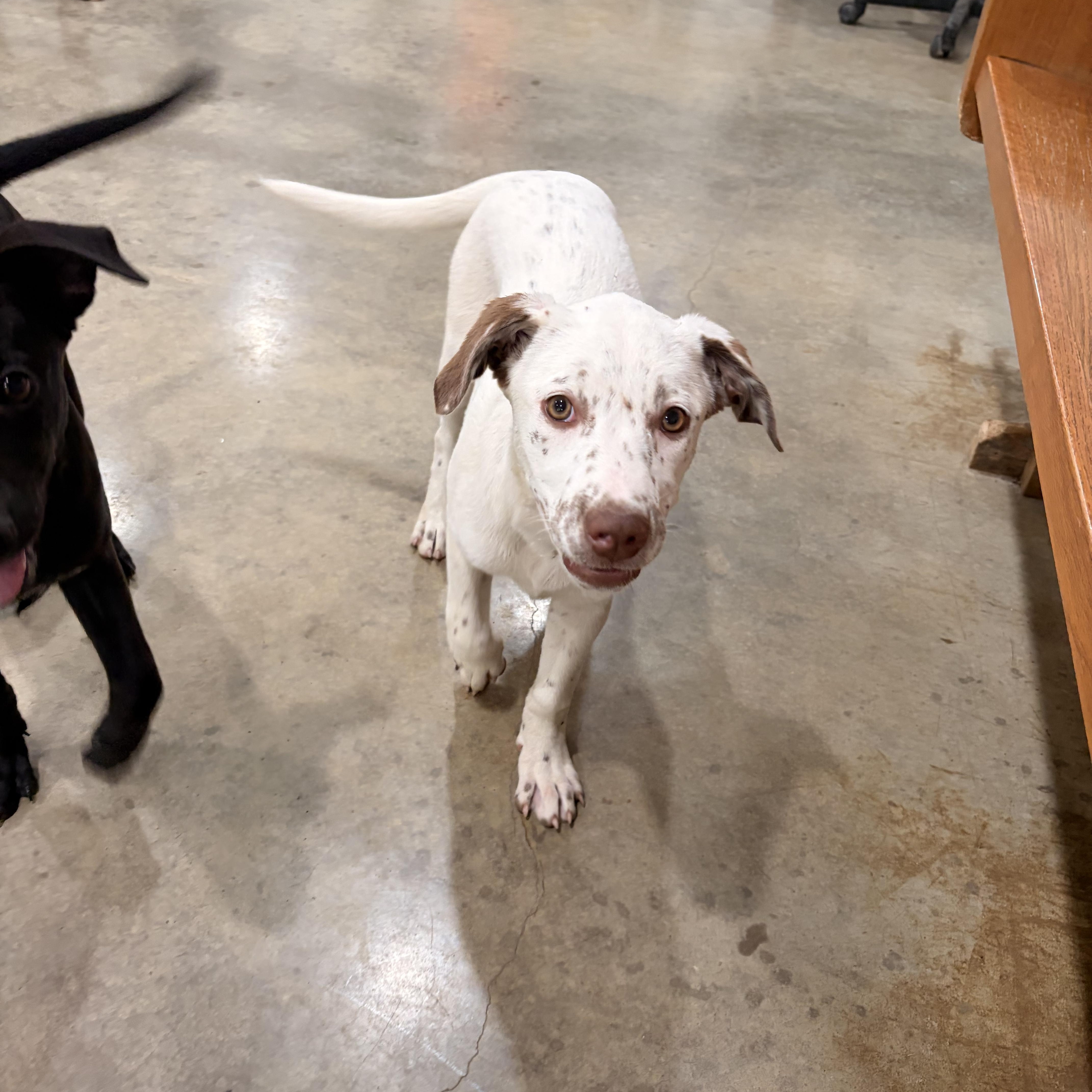 Enlarge Diva, an adopted mixed breed in Melbourne, AR image 6/6