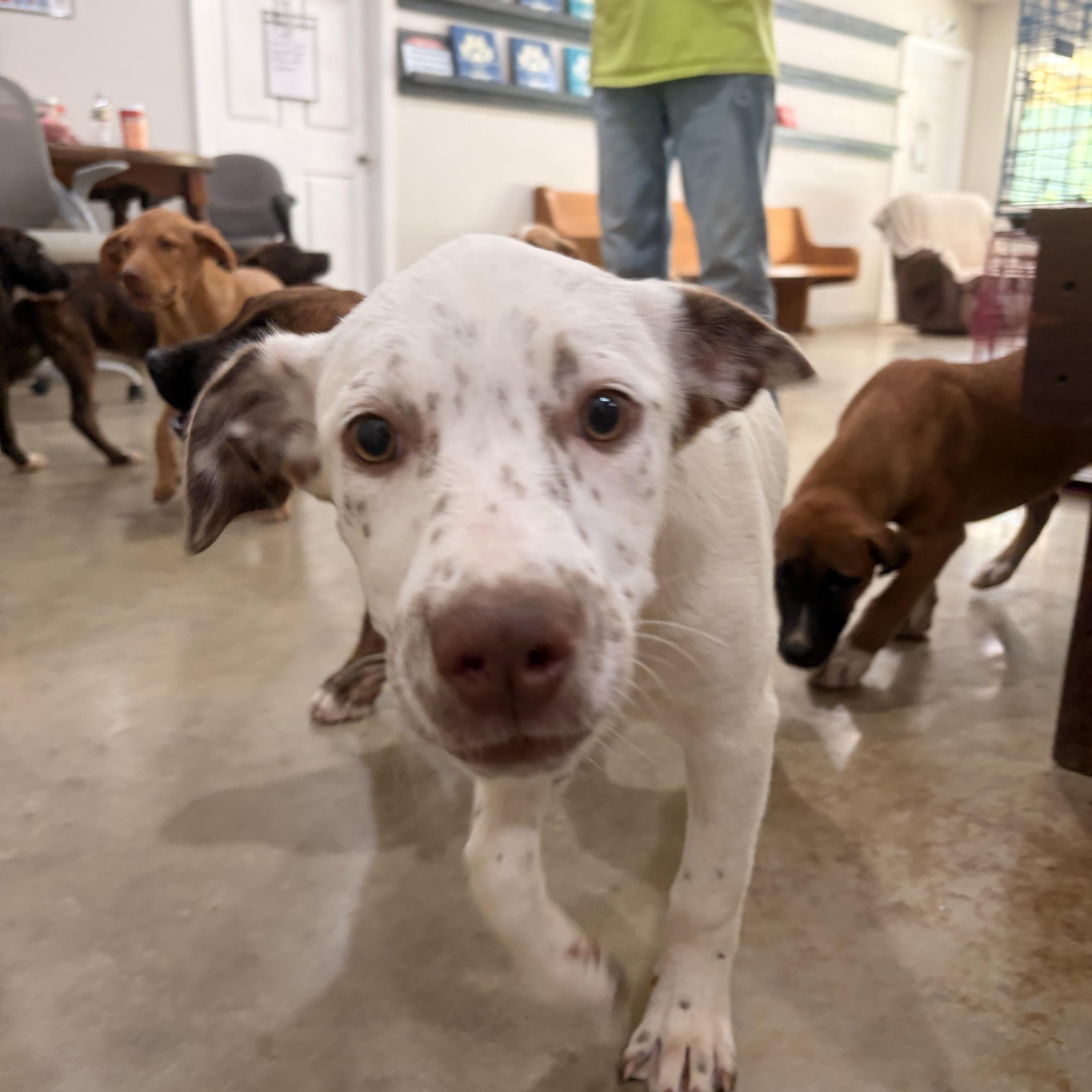 Enlarge Diva, an adopted mixed breed in Melbourne, AR image 5/6