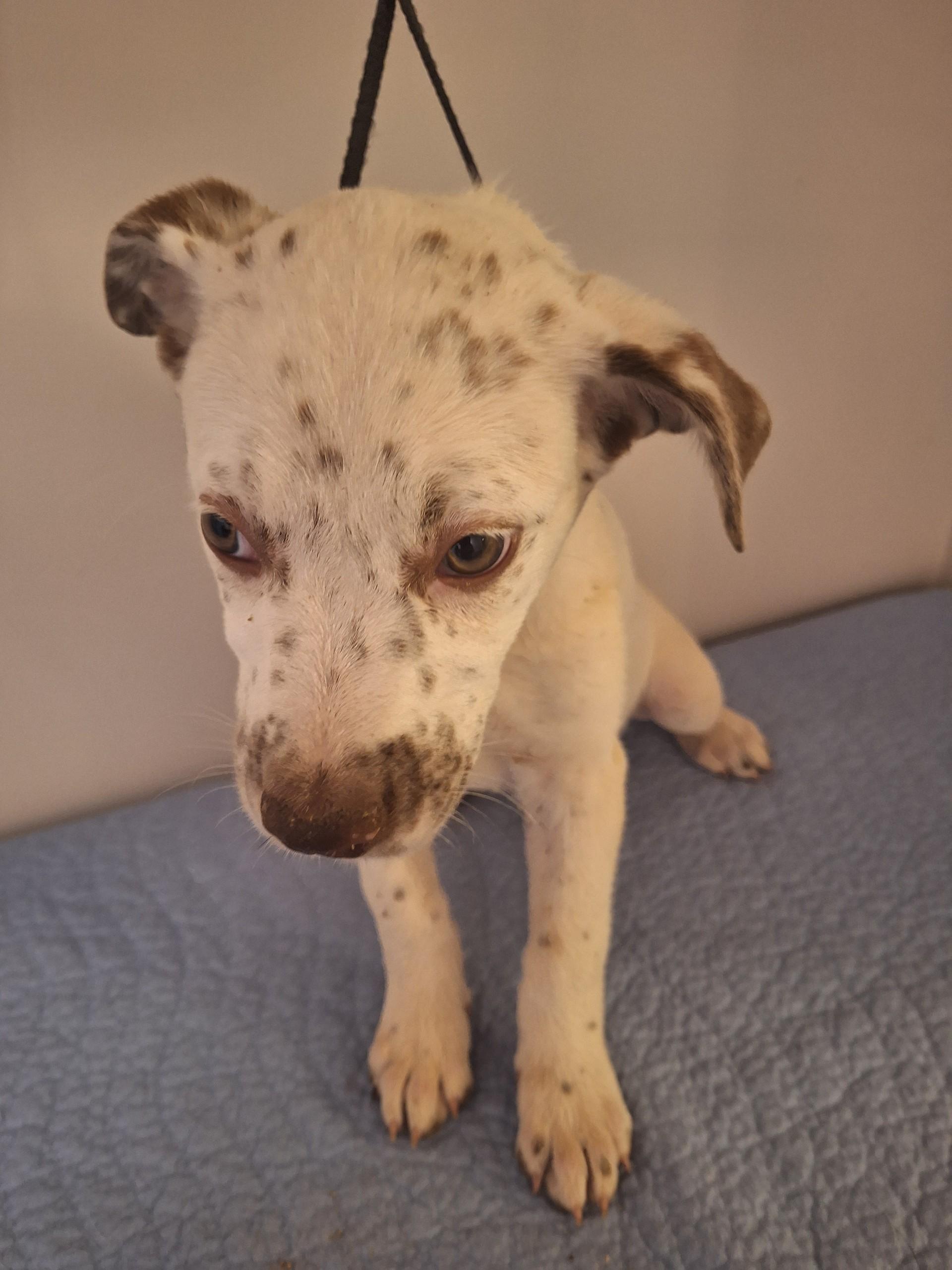 Enlarge Diva, an adopted mixed breed in Melbourne, AR image 2/6