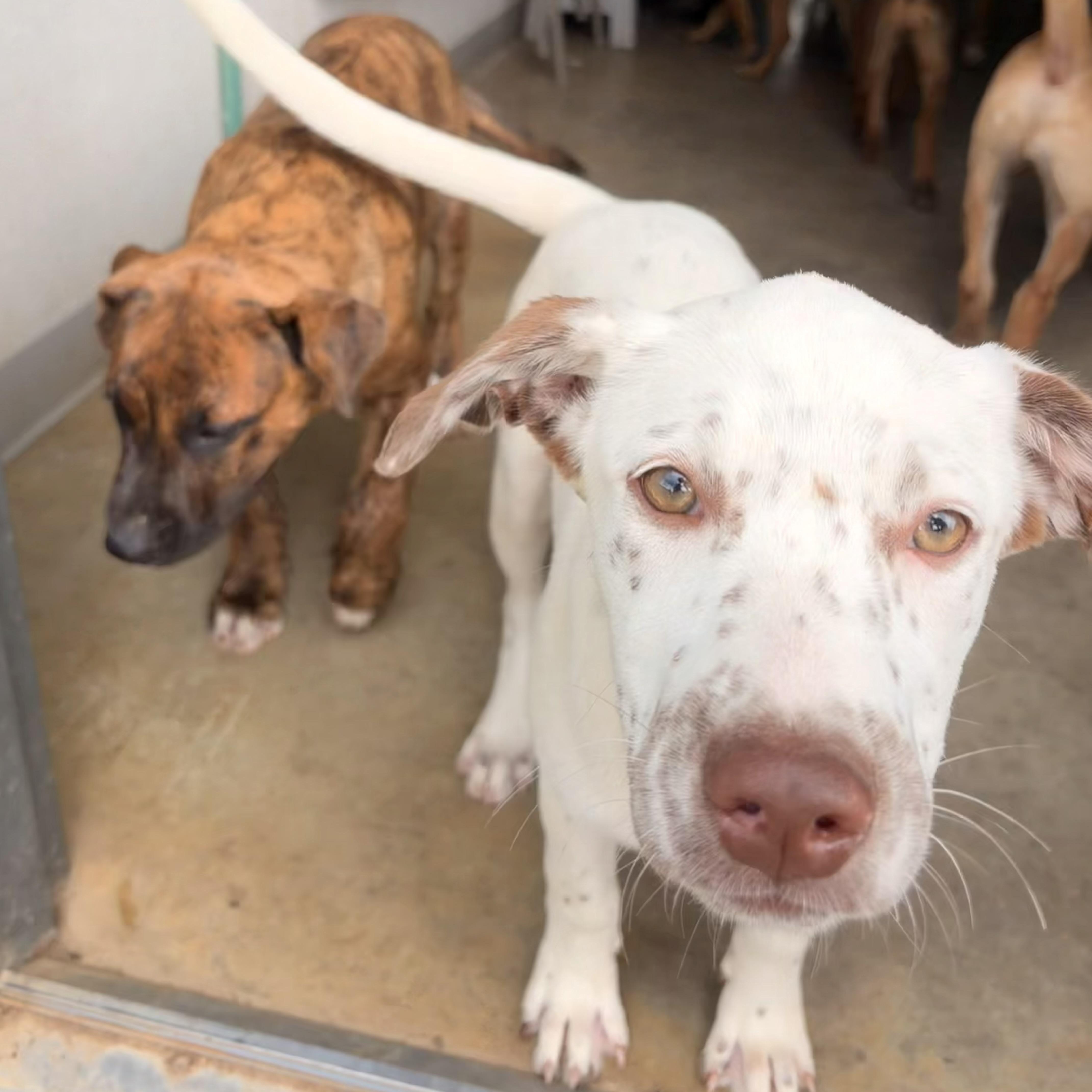Diva, adopted, Puppy Female Labrador Retriever & English Pointer.
