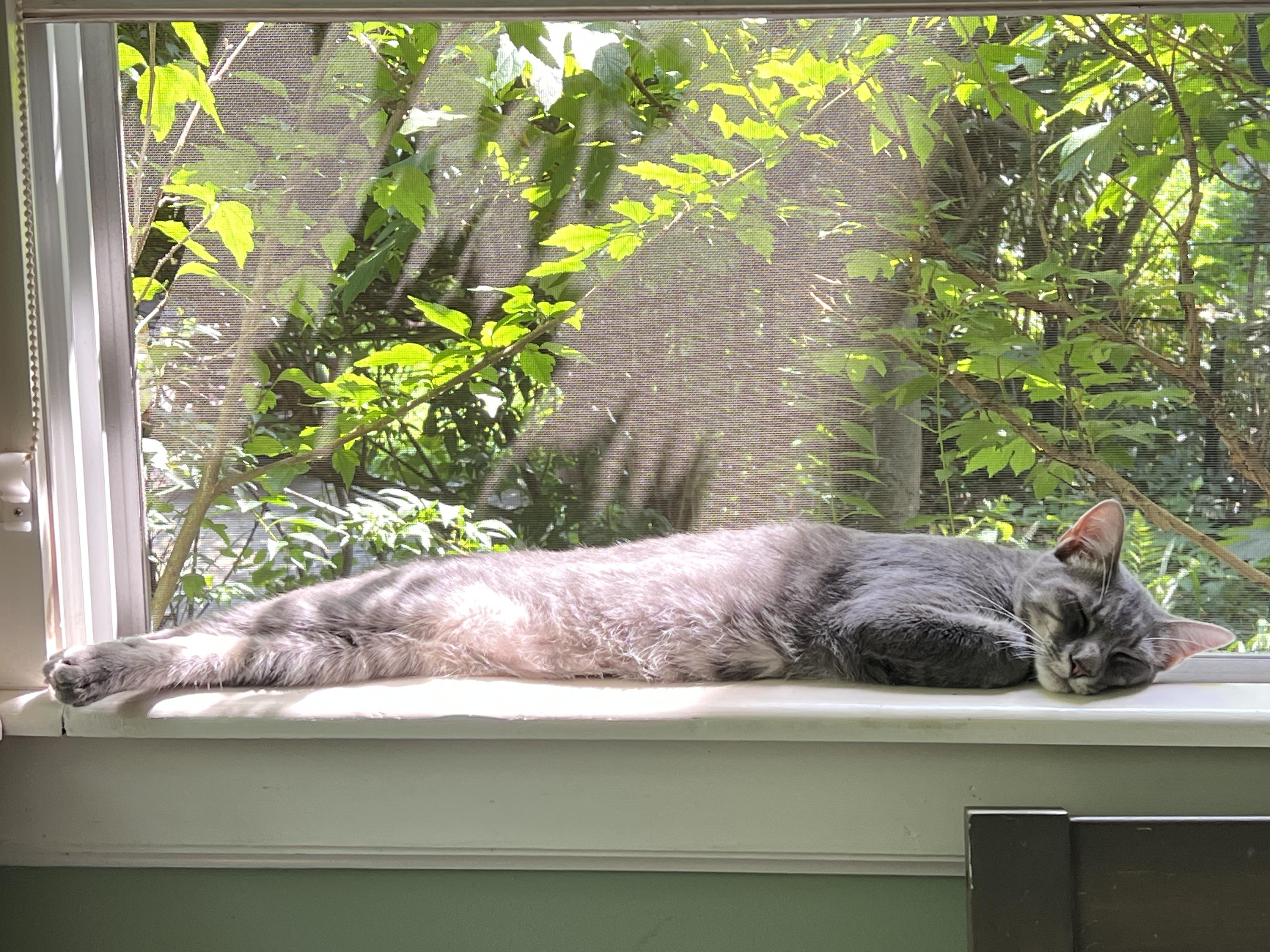 Enlarge Toby The Hemingway Cat, a Adoptable Extra-Toes Cat / Hemingway Polydactyl in Maplewood, NJ image 4/6