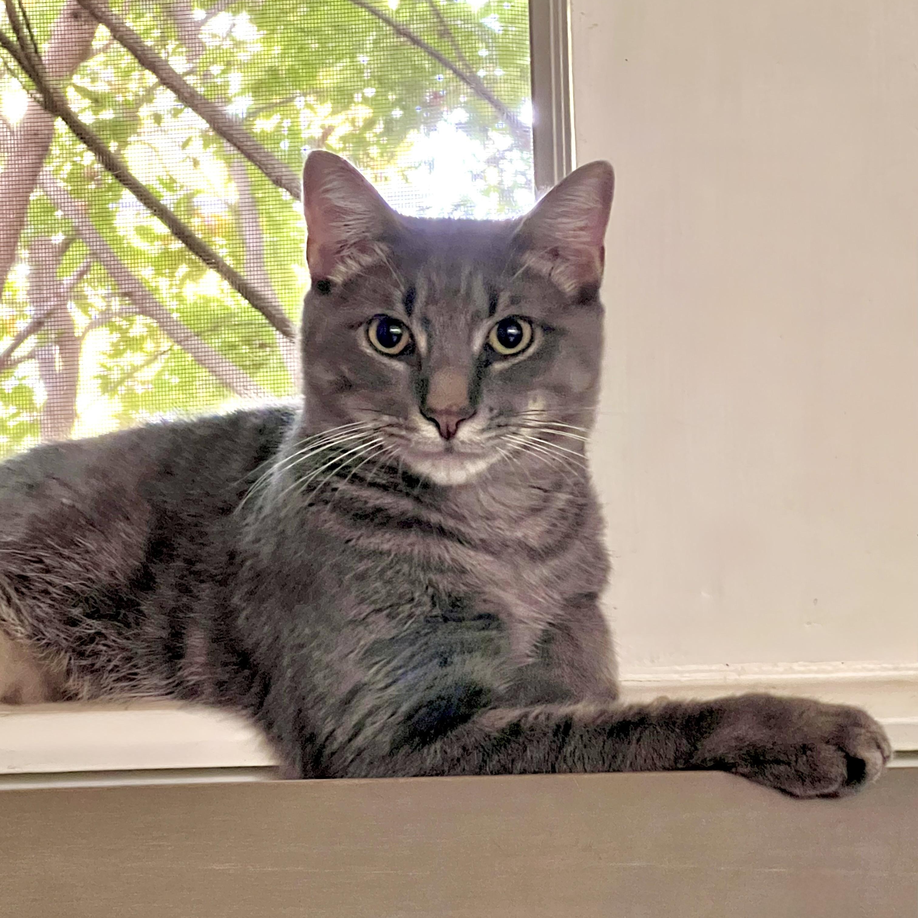 Enlarge Toby The Hemingway Cat, a Adoptable Extra-Toes Cat / Hemingway Polydactyl in Maplewood, NJ image 1/6