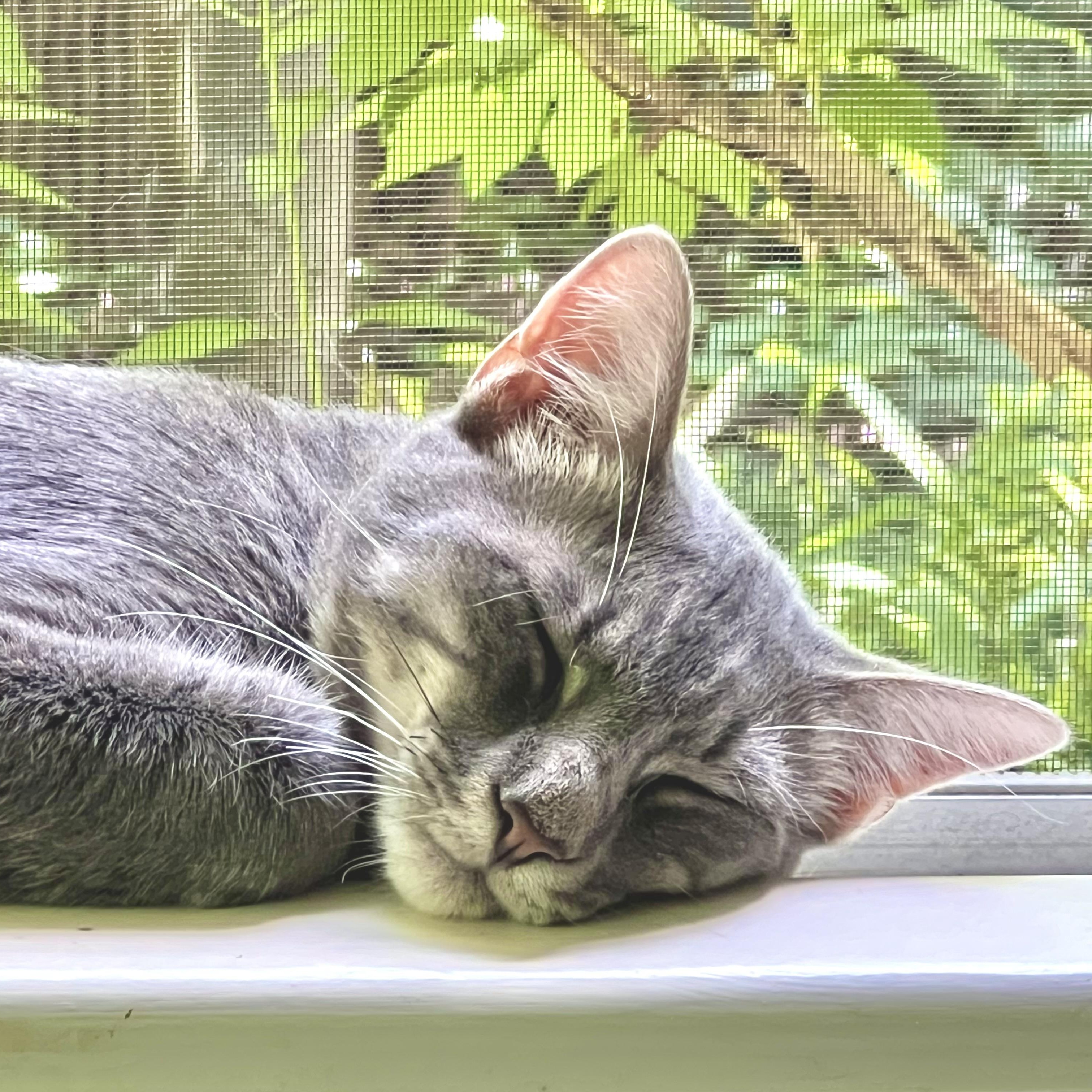 Enlarge Toby The Hemingway Cat, a Adoptable Extra-Toes Cat / Hemingway Polydactyl in Maplewood, NJ image 2/6