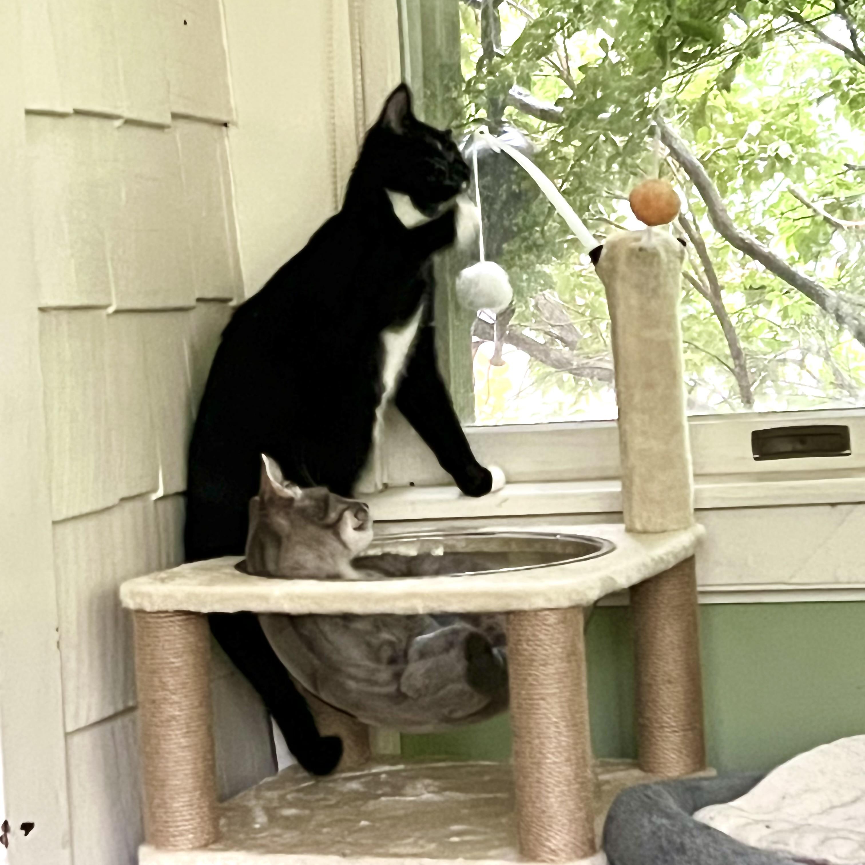Enlarge Toby The Hemingway Cat, a Adoptable Extra-Toes Cat / Hemingway Polydactyl in Maplewood, NJ image 6/6