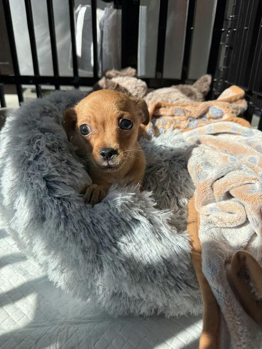 Knox, adoptable, Puppy Male Chihuahua.