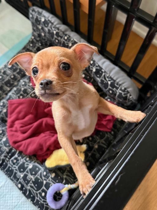 Knox, an adoptable mixed breed in Los Angeles, CA image 2/5