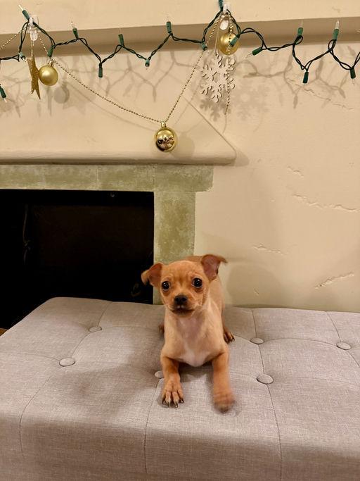 Knox, an adoptable mixed breed in Los Angeles, CA image 3/5