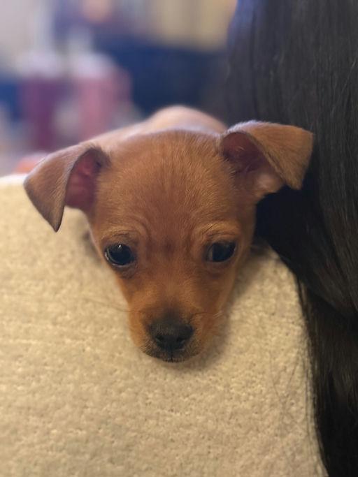 Knox, an adoptable mixed breed in Los Angeles, CA image 4/5