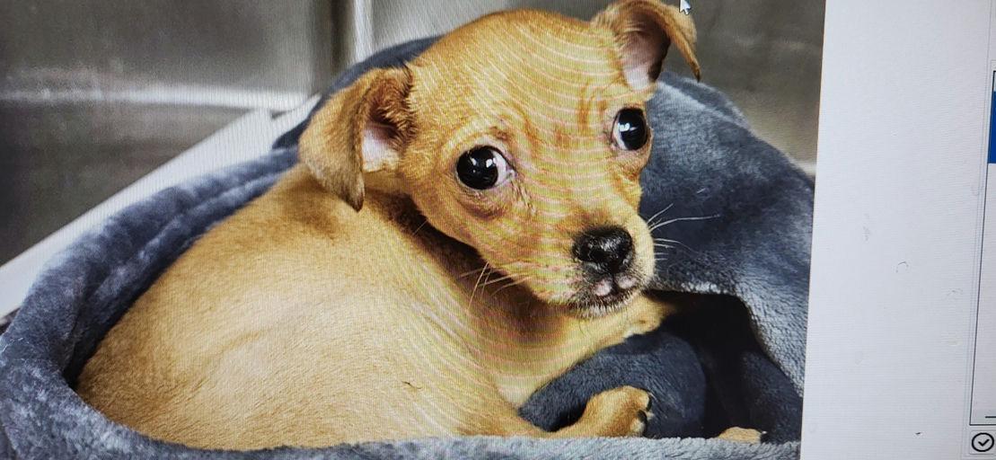 Knox, an adoptable mixed breed in Los Angeles, CA image 5/5