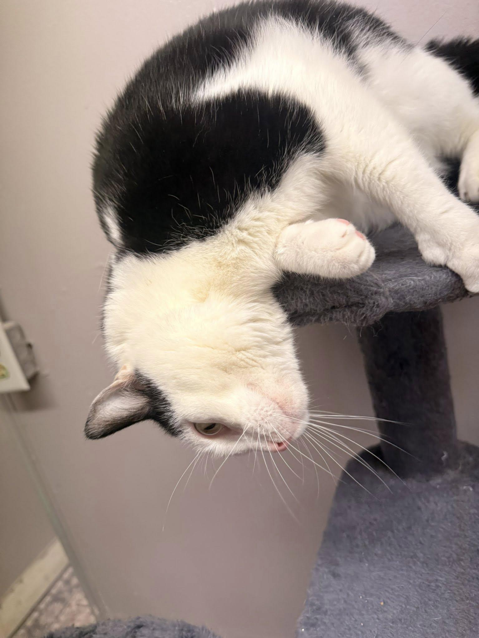 Enlarge Plum, an adoptable Domestic Short Hair in Indianapolis, IN image 5/6