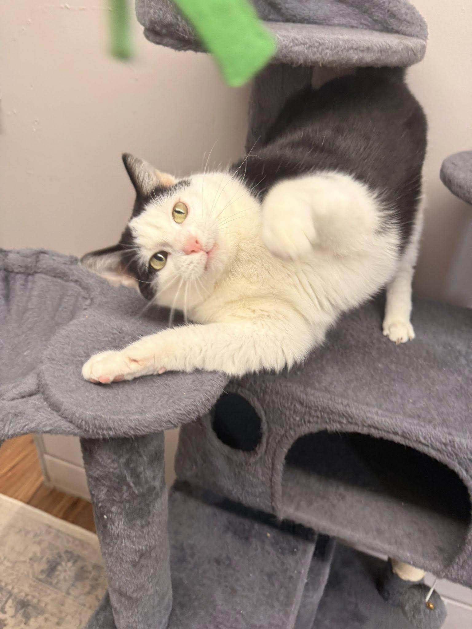 Enlarge Plum, an adoptable Domestic Short Hair in Indianapolis, IN image 2/6