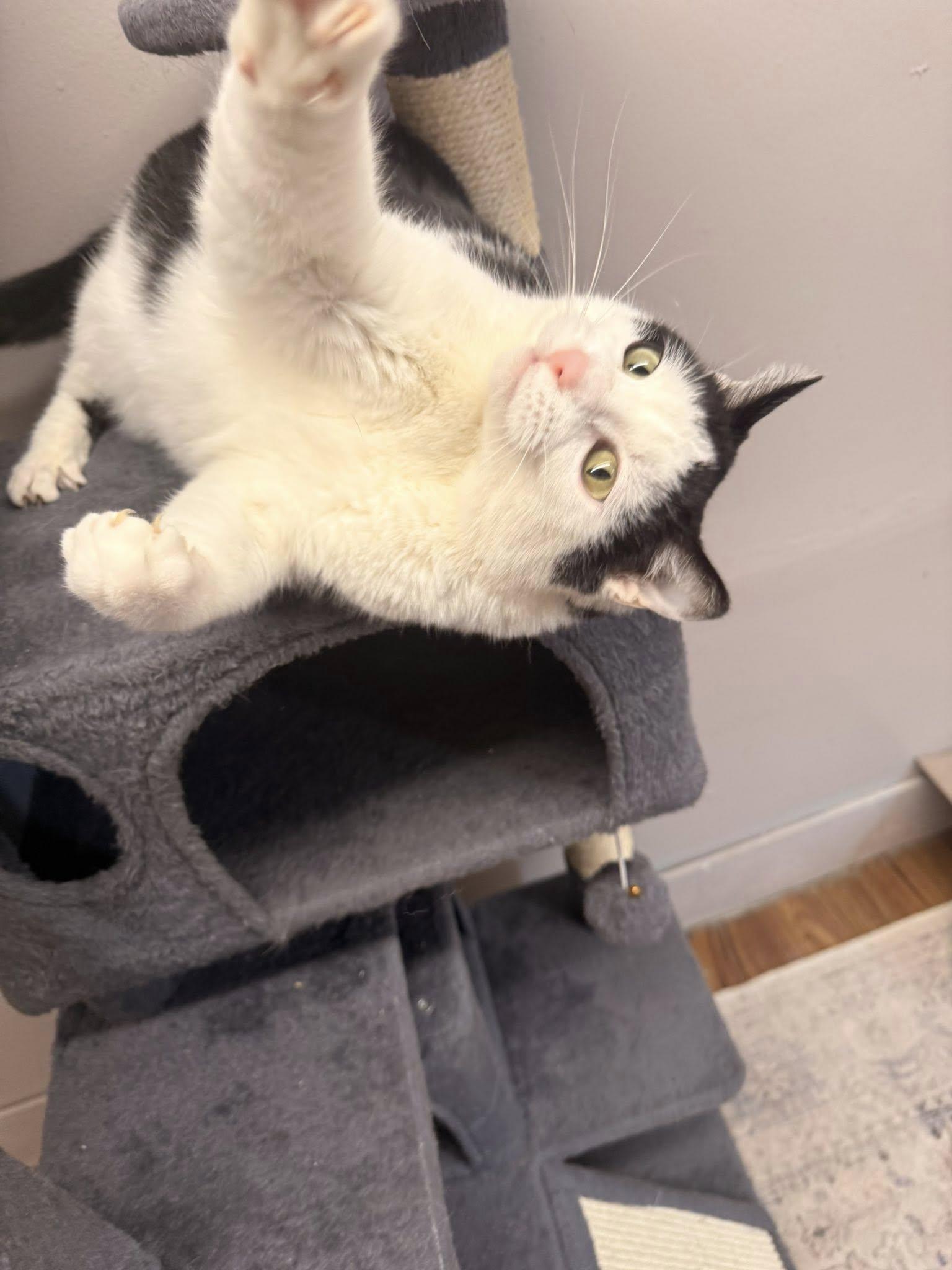 Enlarge Plum, an adoptable Domestic Short Hair in Indianapolis, IN image 4/6