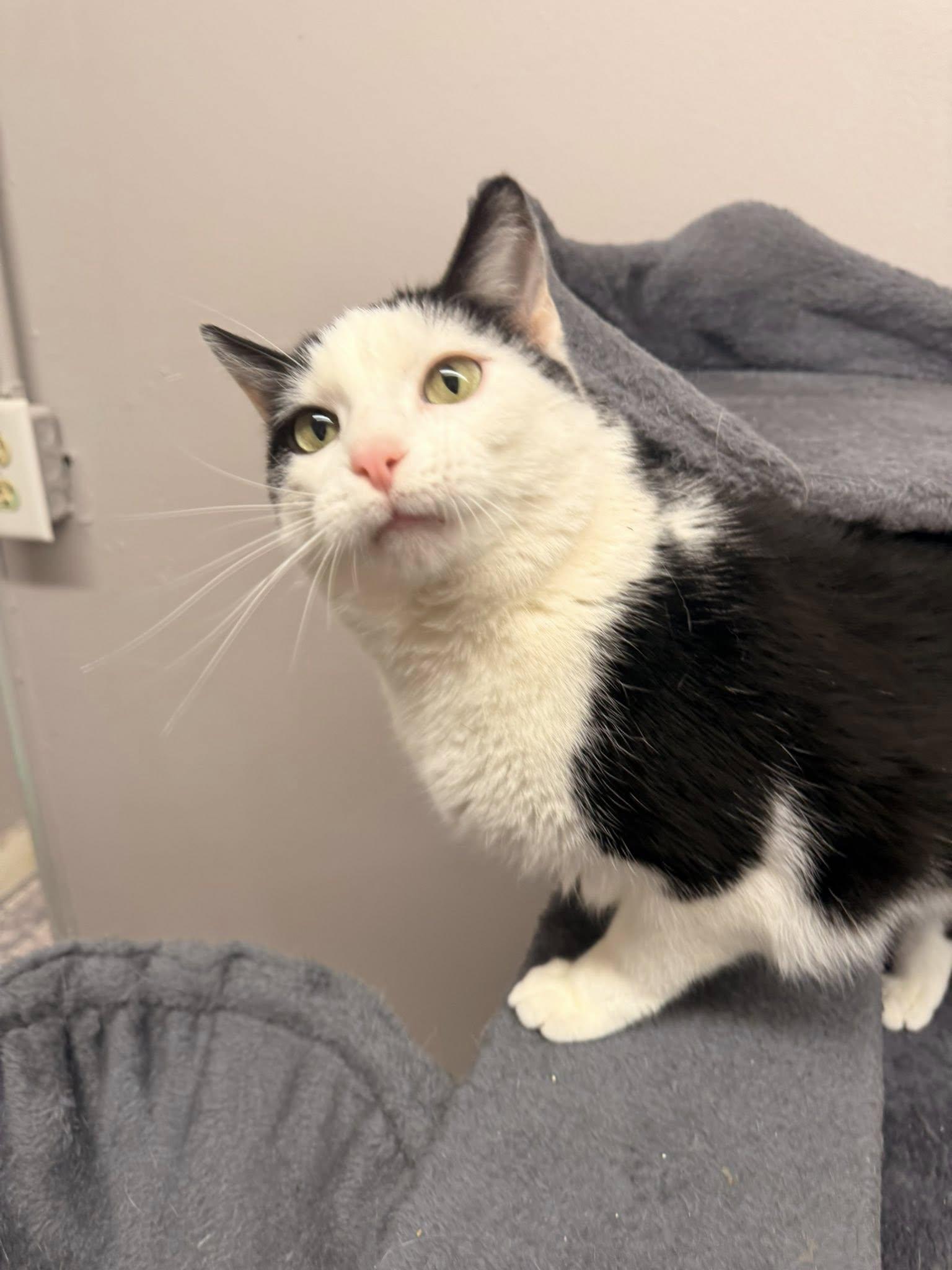 Enlarge Plum, an adoptable Domestic Short Hair in Indianapolis, IN image 1/6