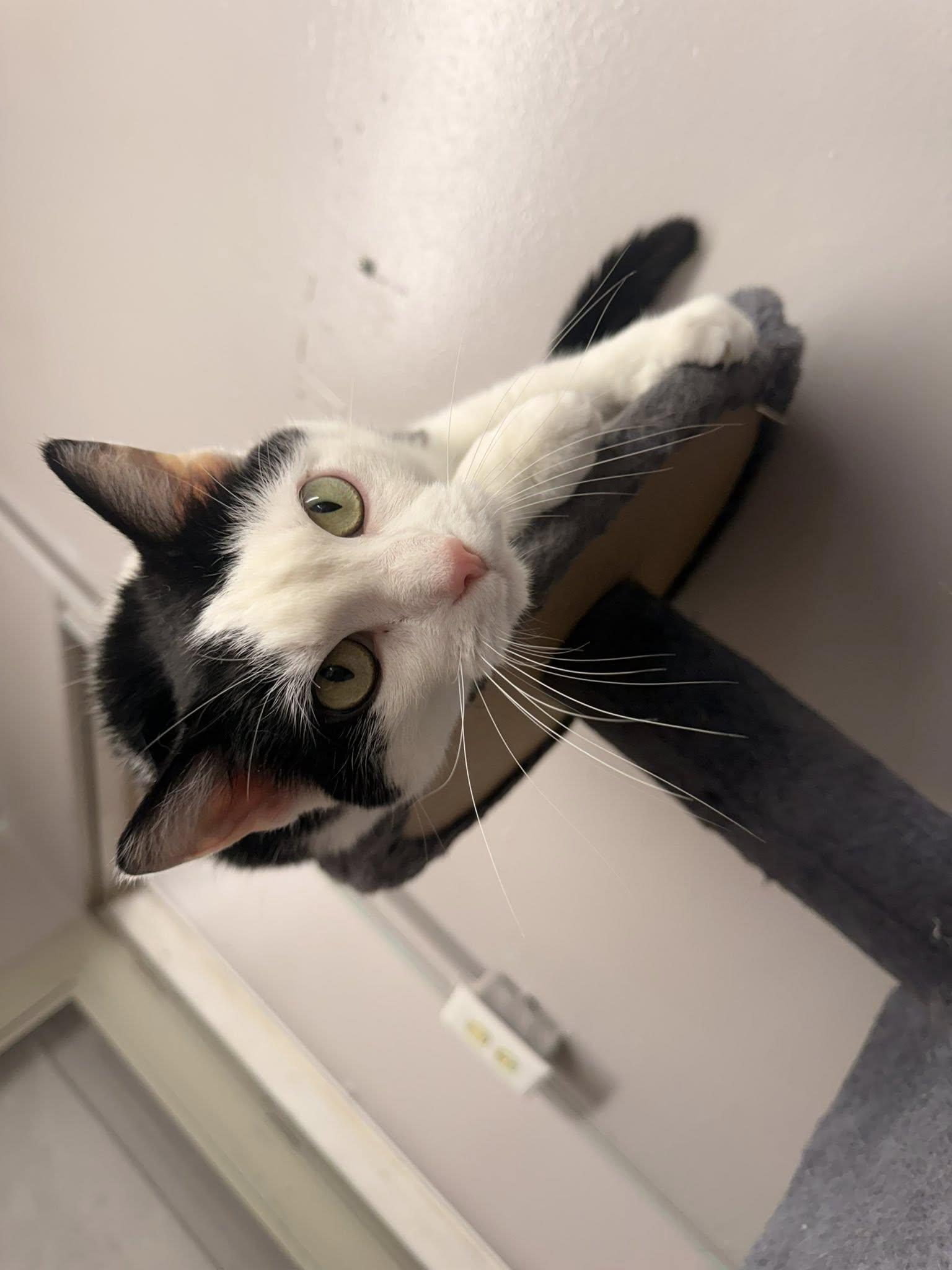 Enlarge Plum, an adoptable Domestic Short Hair in Indianapolis, IN image 6/6