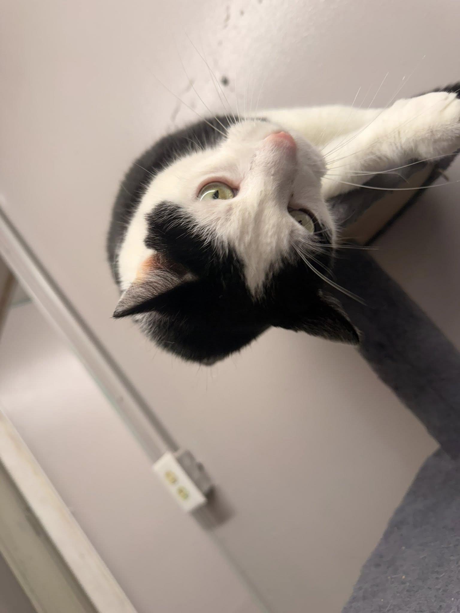 Enlarge Plum, an adoptable Domestic Short Hair in Indianapolis, IN image 3/6