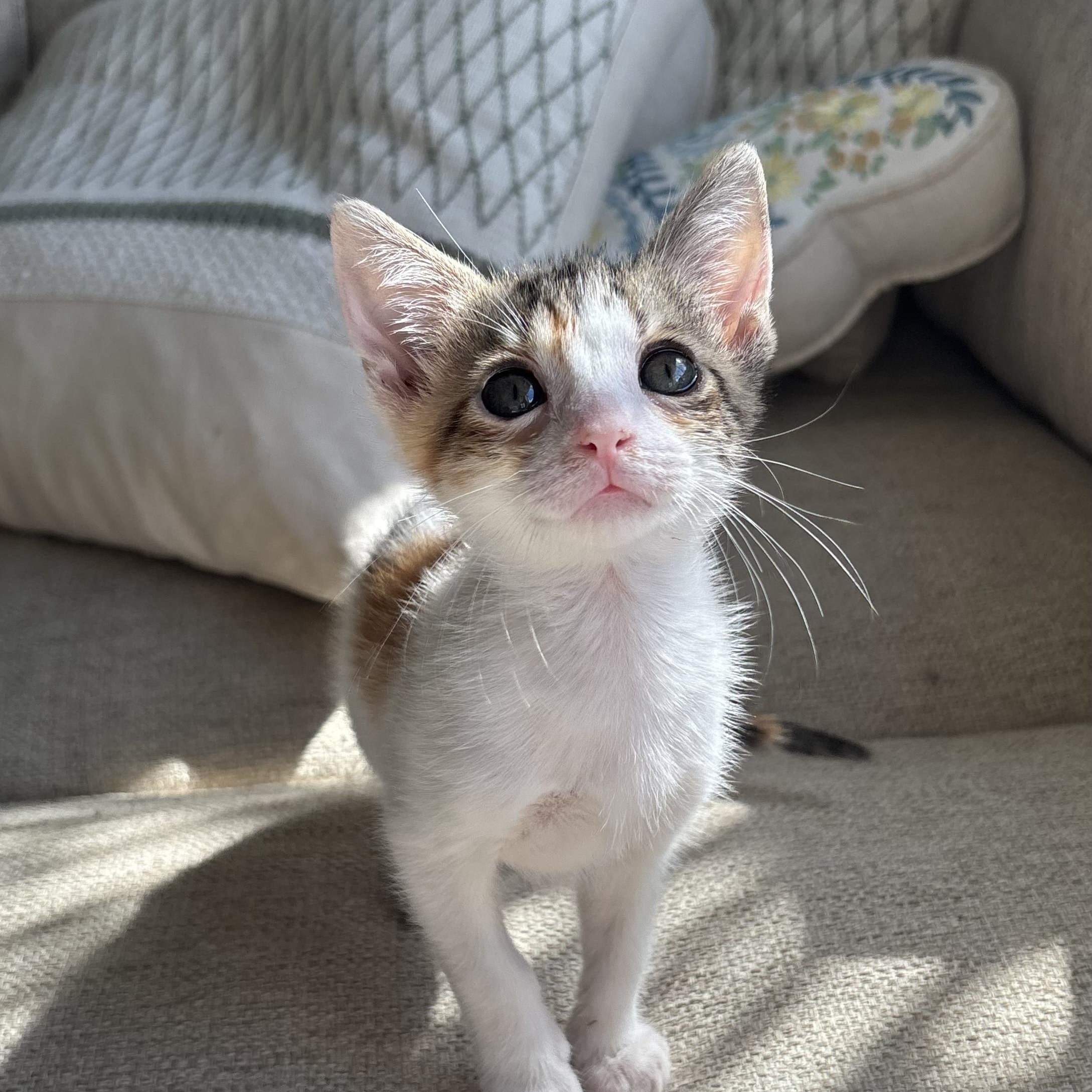 Shrimp