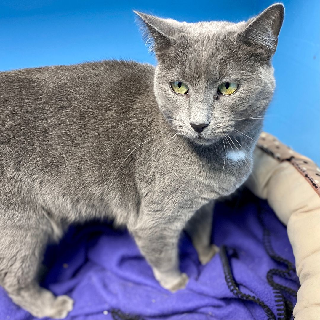 Enlarge Maggie, a Adoptable Domestic Short Hair in Beacon, NY image 8/12