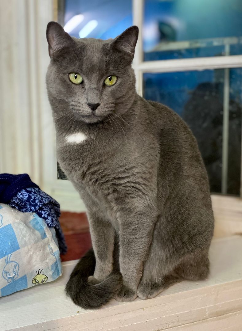 Enlarge Maggie, a Adoptable Domestic Short Hair in Beacon, NY image 9/12