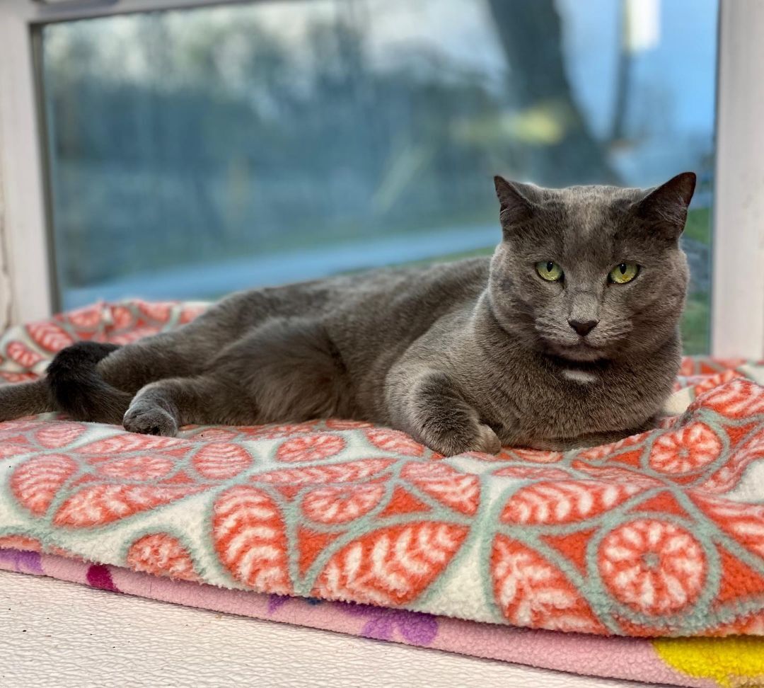 Maggie, a Adoptable Domestic Short Hair in Beacon, NY image 1/12