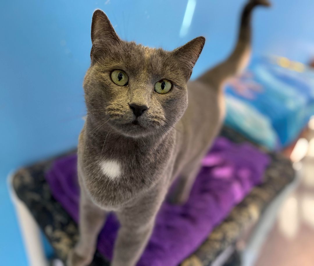 Enlarge Maggie, a Adoptable Domestic Short Hair in Beacon, NY image 10/12