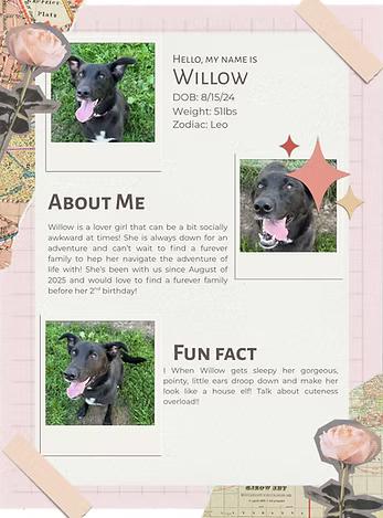 Enlarge Willow, a Adoptable Mixed Breed in Neillsville, WI image 1/6