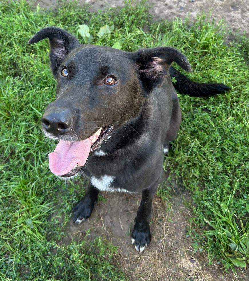 Willow, a Adoptable Mixed Breed in Neillsville, WI image 1/5