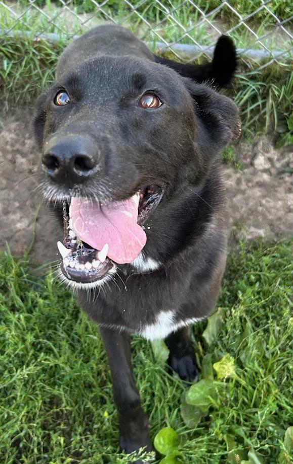 Willow, a Adoptable Mixed Breed in Neillsville, WI image 2/5