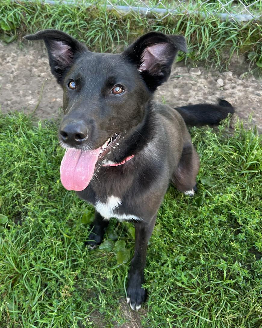 Willow, a Adoptable Mixed Breed in Neillsville, WI image 3/5