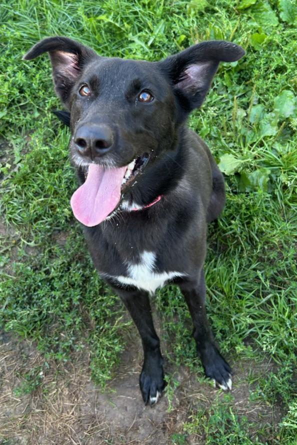 Willow, a Adoptable Mixed Breed in Neillsville, WI image 4/5