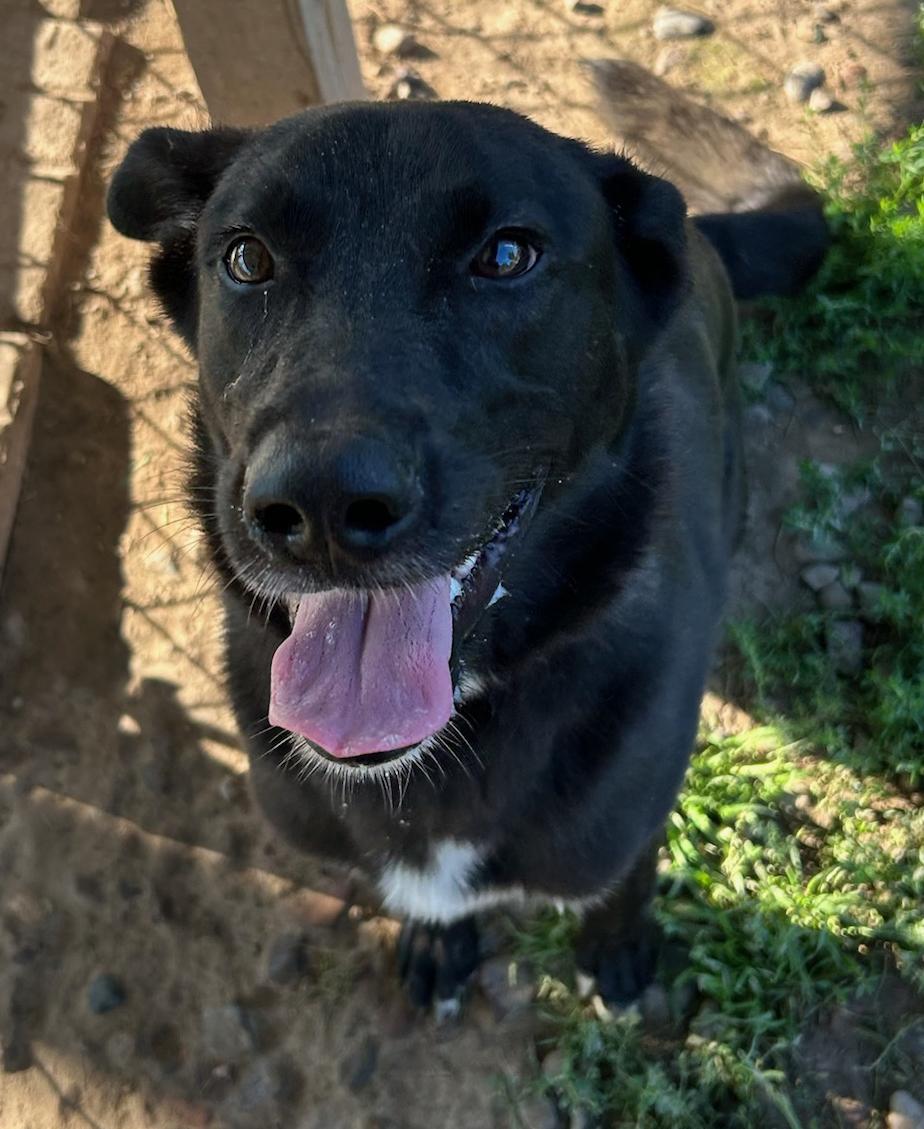 Willow, a Adoptable Mixed Breed in Neillsville, WI image 5/5