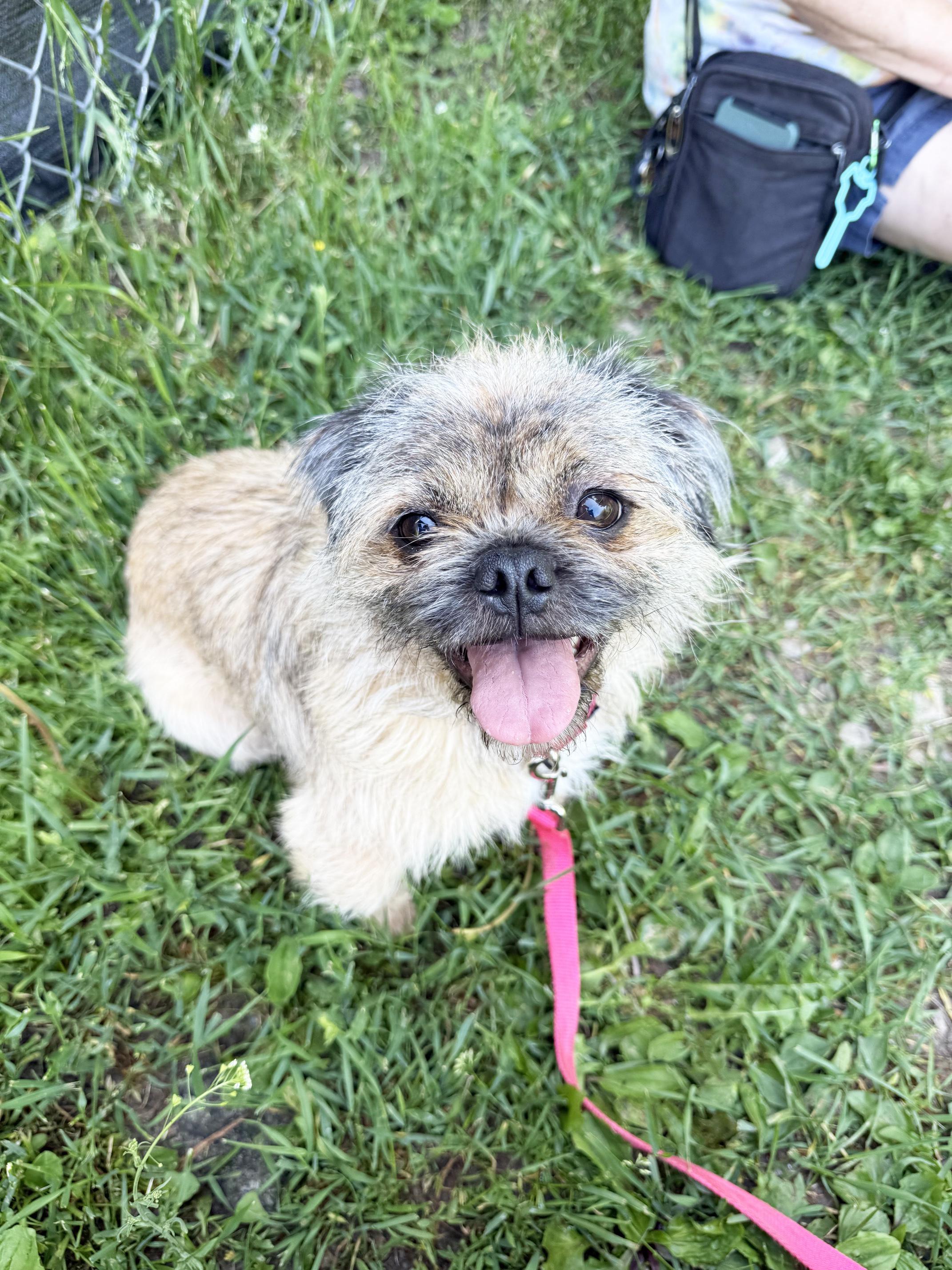 Bailey - floofy little lovergirl, a ADOPTABLE mixed breed in Oshkosh, WI image 5/6
