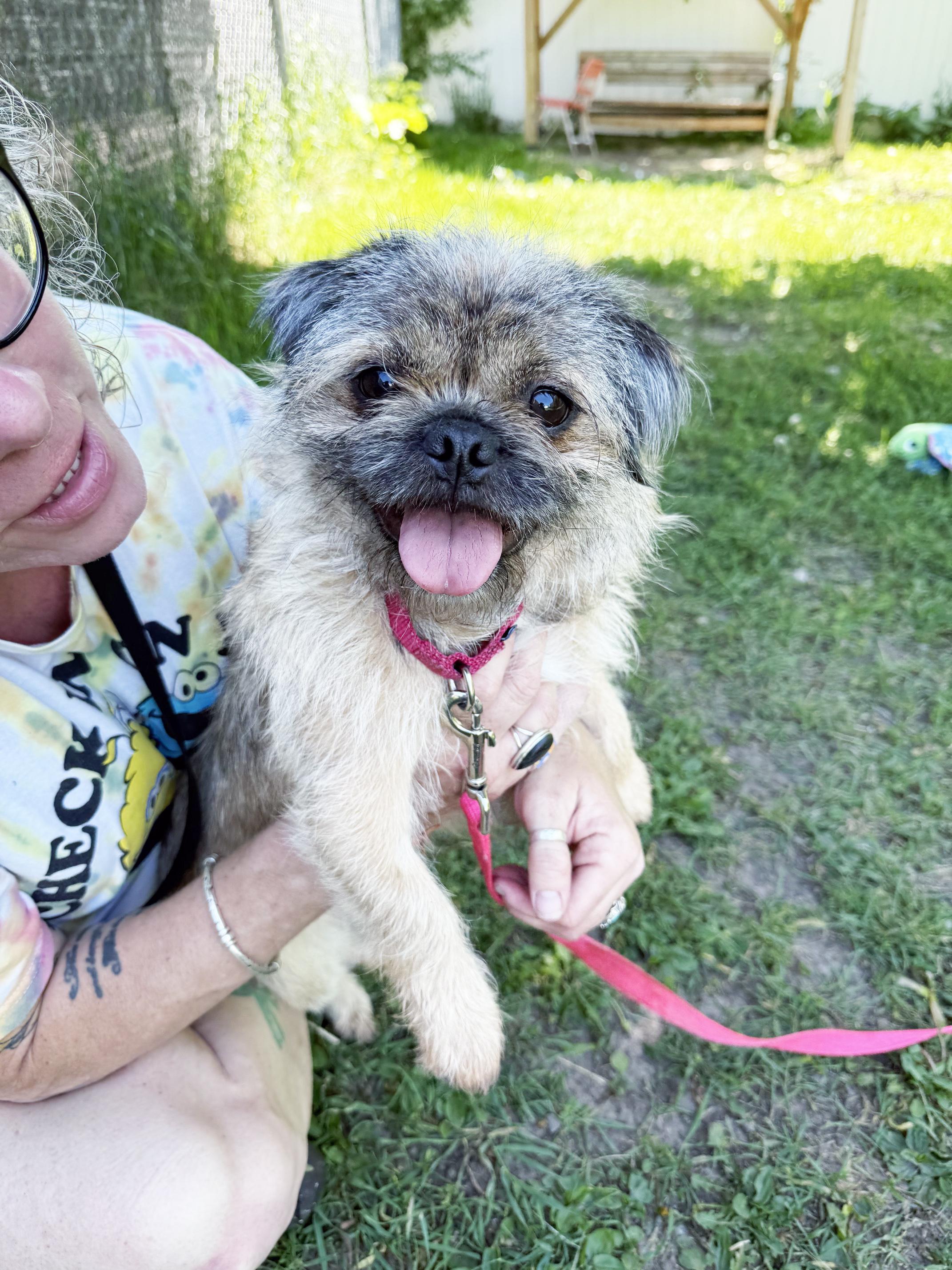 Bailey - floofy little lovergirl, ADOPTABLE, Adult Female Mixed Breed.