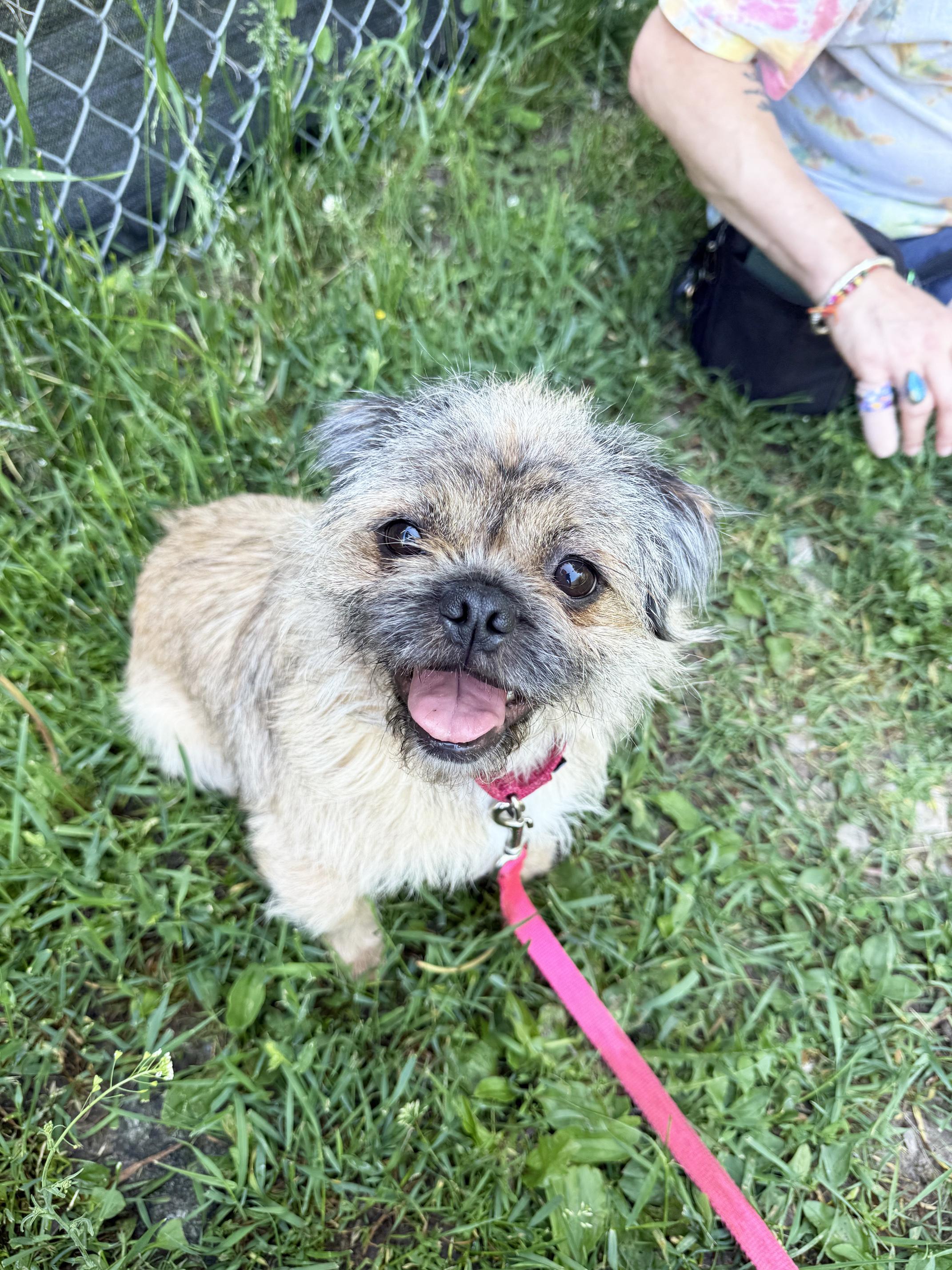 Bailey - floofy little lovergirl, a ADOPTABLE mixed breed in Oshkosh, WI image 2/6