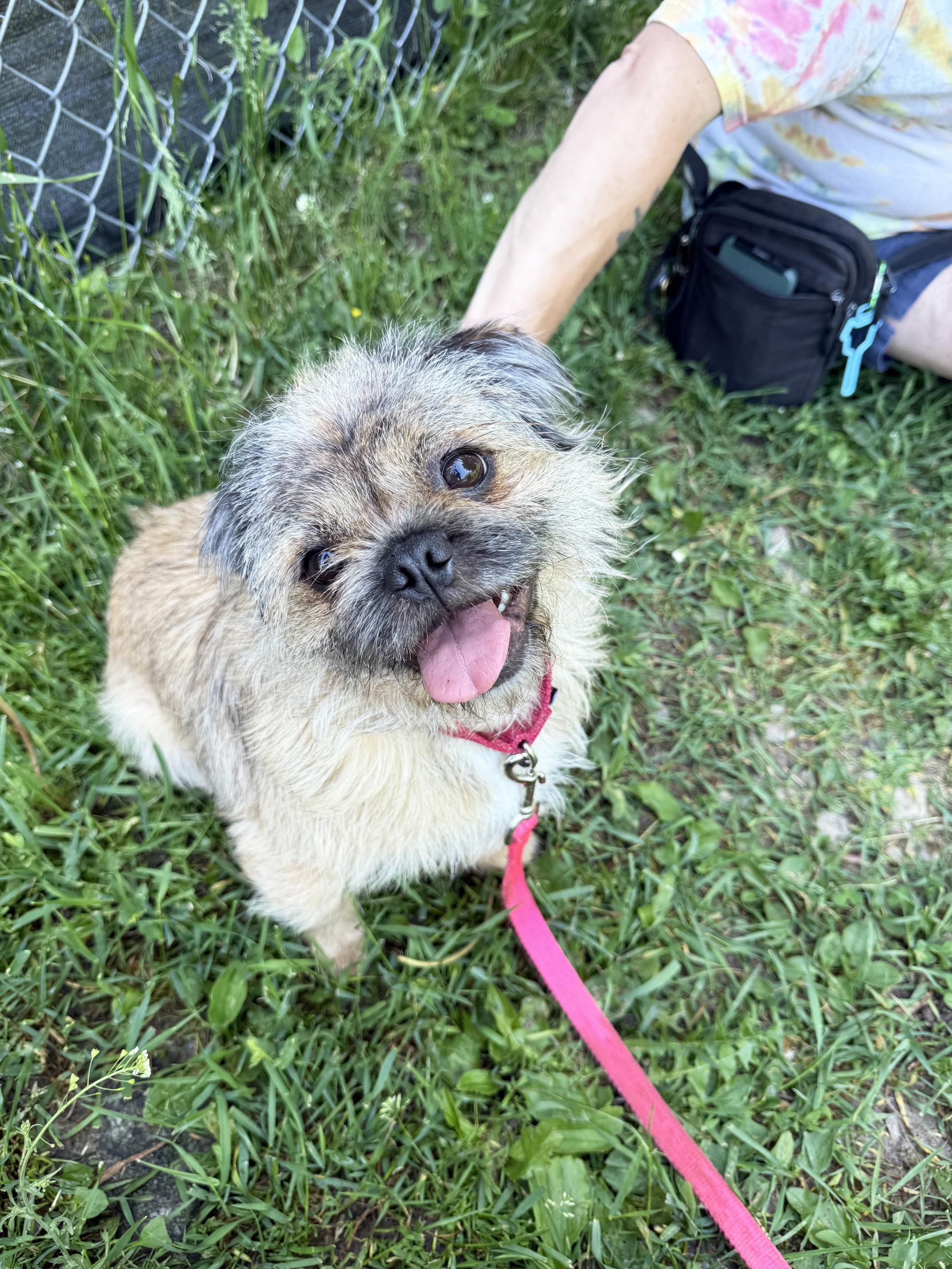 Bailey - floofy little lovergirl, a ADOPTABLE mixed breed in Oshkosh, WI image 3/6