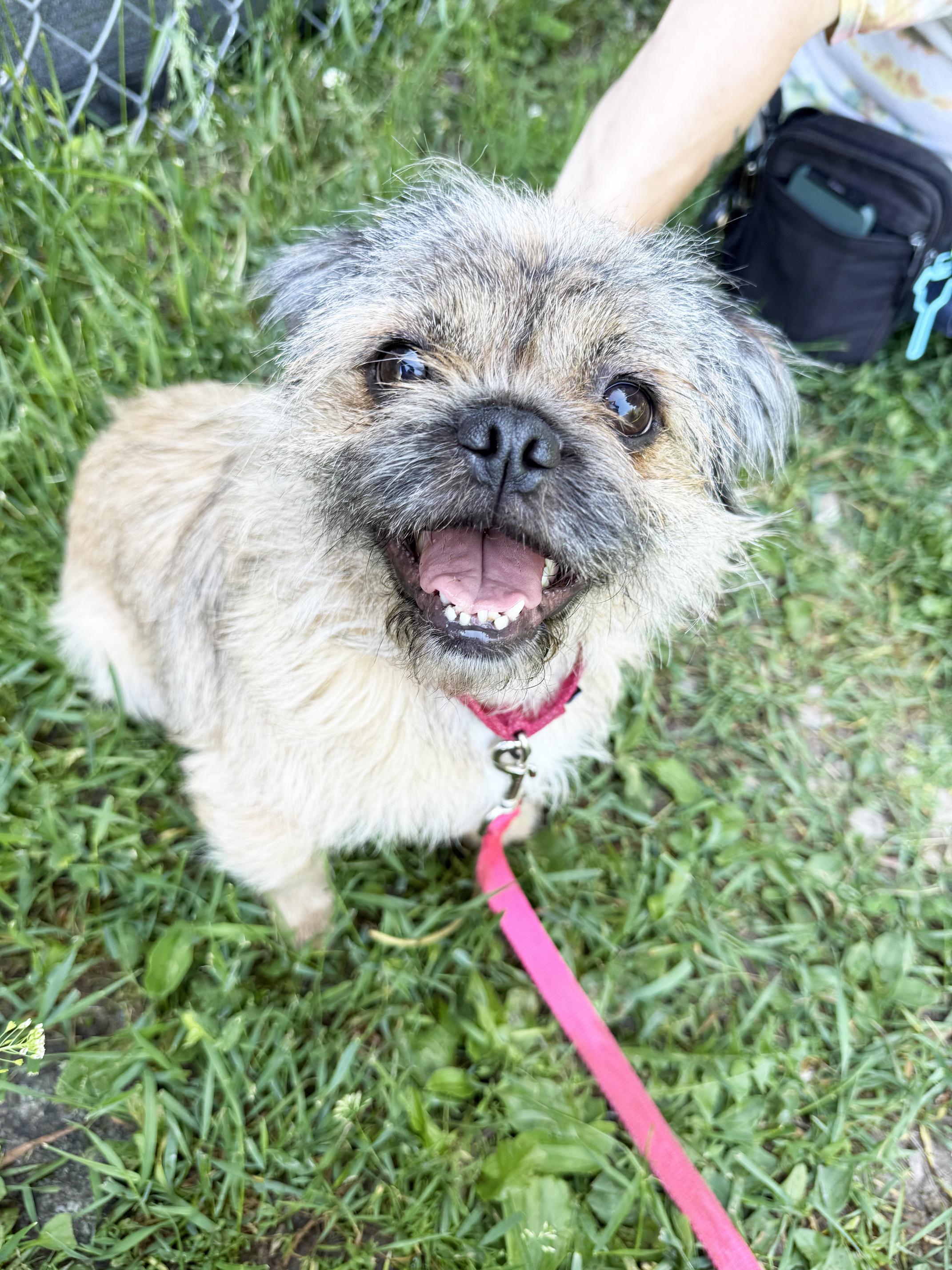 Bailey - floofy little lovergirl, a ADOPTABLE mixed breed in Oshkosh, WI image 6/6