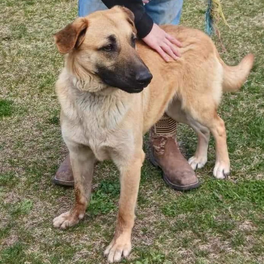 Enlarge Dawson, a Adoptable mixed breed in Flintstone, MD image 1/6