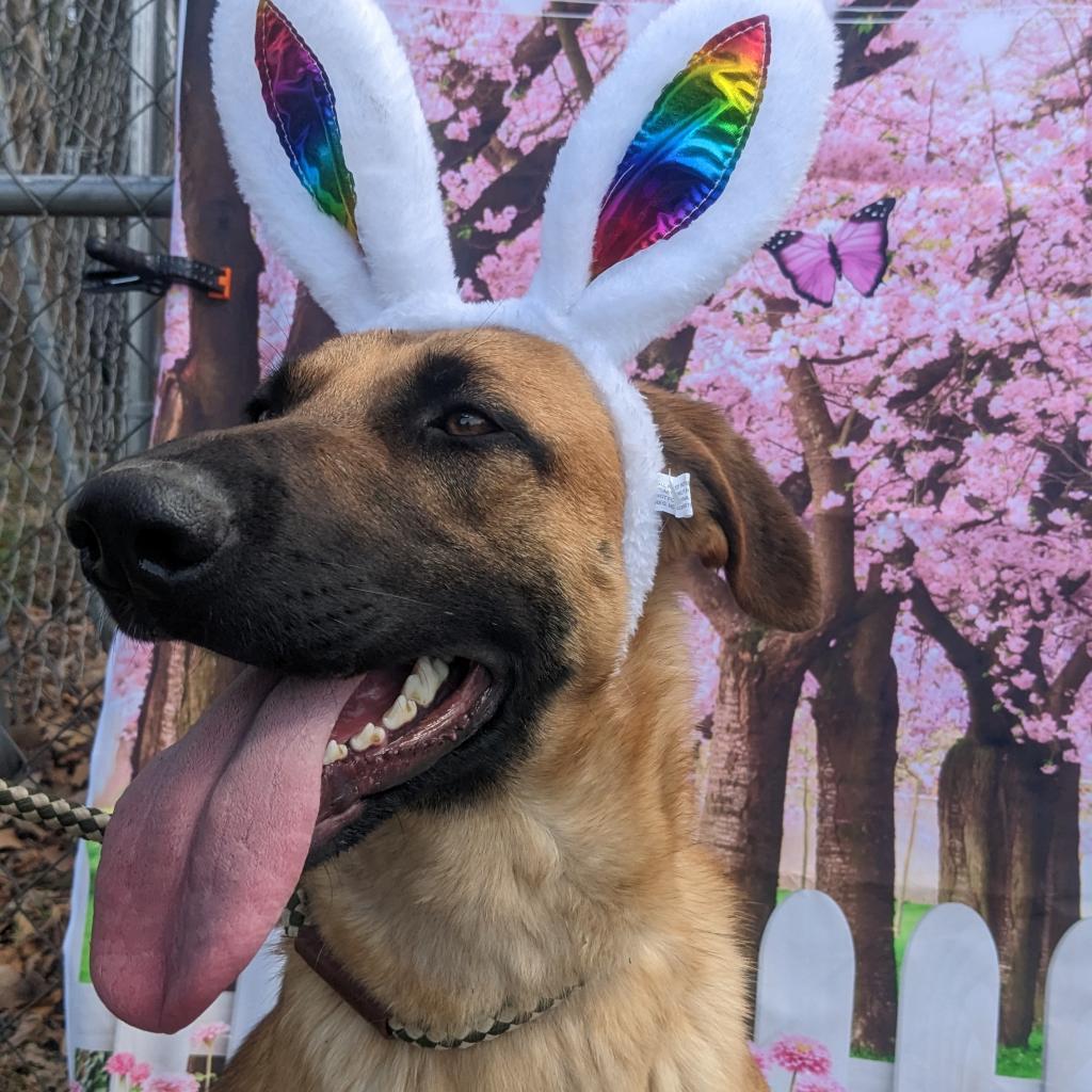 Enlarge Dawson, a Adoptable mixed breed in Flintstone, MD image 2/6